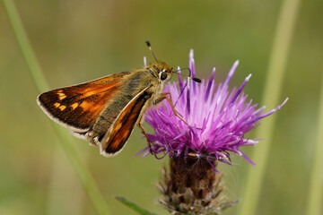 Silver-spotted Skipper nectaring on Knapweed.