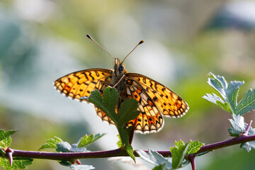 Small Pearl-bordered Fritillary on a green leaf.
