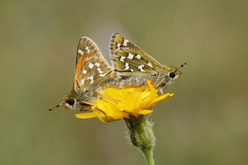 Silver-spotted Skipper on a flower.