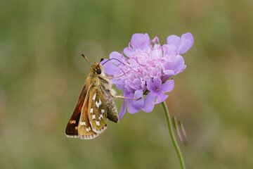 Silver-spotted Skipper Nectaring on scabious.