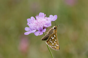Silver-spotted Skipper Nectaring on scabious.