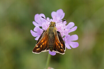 Silver-spotted Skipper Nectaring on scabious.