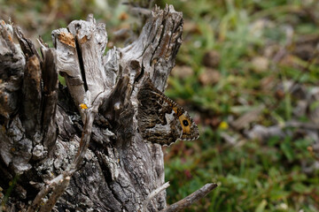 A Grayling Butterfly on dead wood.