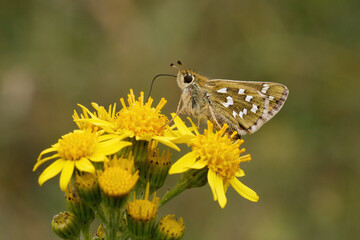 Silver-spotted Skipper nectaring.