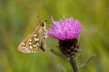Silver-spotted Skipper nectaring on Knapweed.