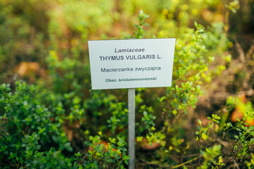 twigs of fresh thyme, Thymus Vulgaris, perennial fragranced foliage and herb, in aromatic gardens in natural sunny daylight. High quality photo