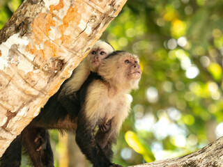 Whitefaced monkey with baby on her back, Costa Rica