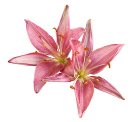 Two coral lily flowers isolated on white or transparent background
