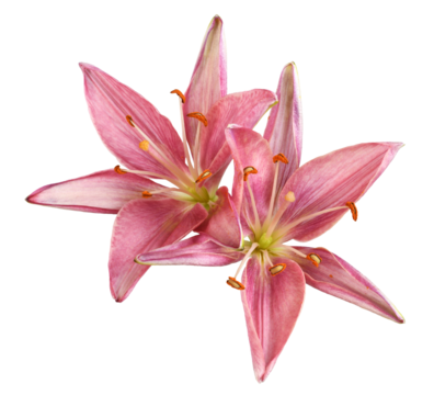 Two coral lily flowers isolated on white or transparent background