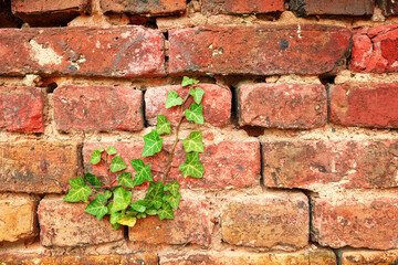 Hedera helix, the common ivy, English ivy, European ivy, or just ivy, species of plant creeper, climbing plant on the brick brick masonry, brick wall