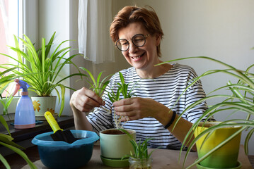 Woman, 50-55 years old, sitting at the table at home, transplanting indoor plants. Favorite hobby,...