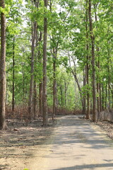 Green forest inside area road
