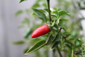 Red Chilli