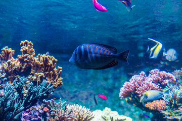 Underwater photo of coral reef with colourful fish