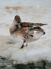 Duck in the snow