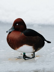 Duck in the snow