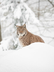 Lynx in the snow