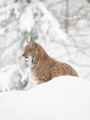 Lynx in the snow