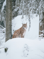 Lynx in the snow