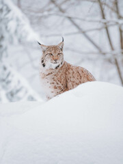 Lynx in the snow