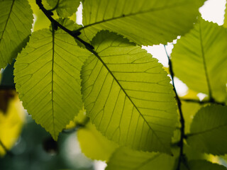 green leaves background