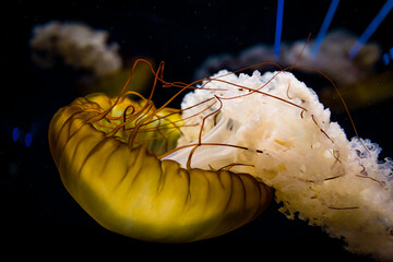 Underwater photo of jelly fishes on black background 