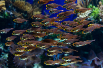 Underwater photo of coral reef with colourful small fishes