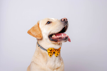 Labrador retriever is amazing dog. Studio shot