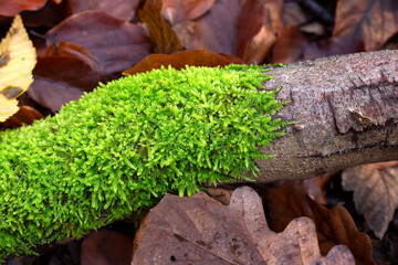 Tree trunk covered with shining green moss moss