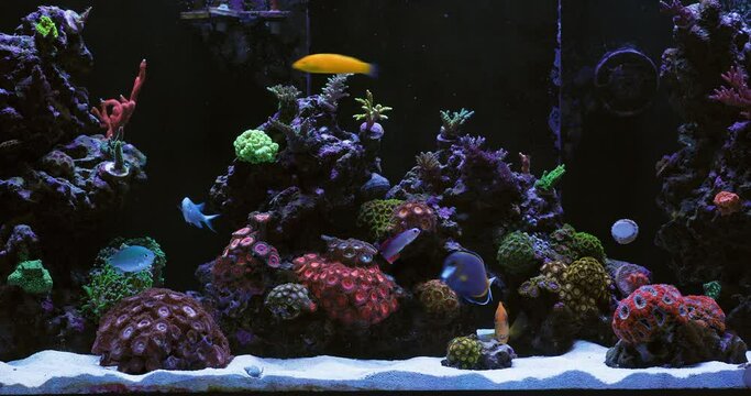 Salt Water Reef Aquarium with many types of Coral and Tropical Reef Fish. Coral Polyps