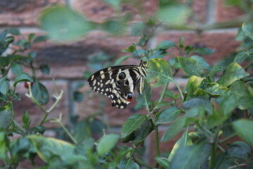 butterfly on a leaf
