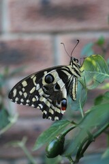Butterfly close-up from the side