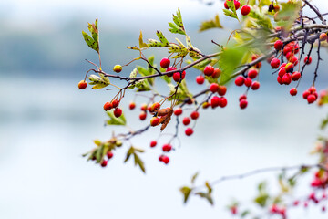 Hawthorn branch with red berries by the river on a blurred background