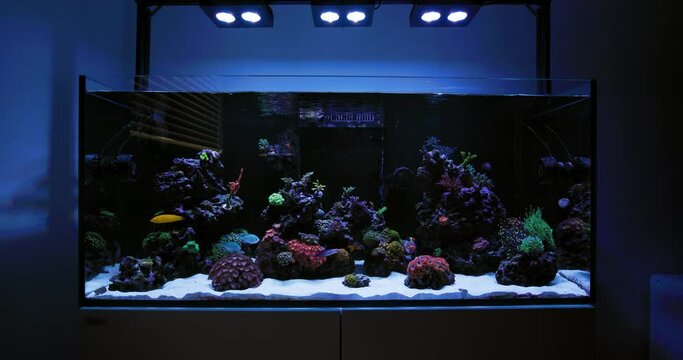 Salt Water Reef Aquarium with many types of Coral and Tropical Reef Fish. Coral Polyps