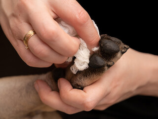 French Bulldog Paw Cleaning