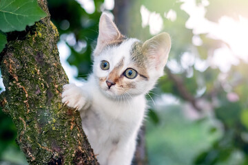 Cute little kitten in the garden peeking out from behind a tree trunk