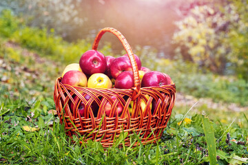 Red ripe apples in a basket near the river. Apple harvest