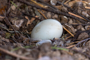 chicken egg in the nest