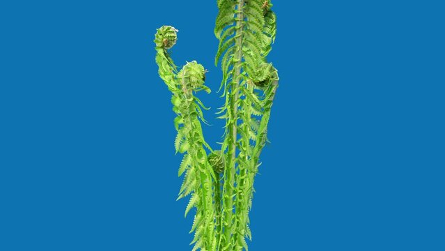 Matteuccia or Ostrich Fern Grows in Time Lapse on a Blue Background. Young Edible Leafs of Fern Matteuccia Struthiopteris. General View of Plant in Early Spring and Young Green Frond