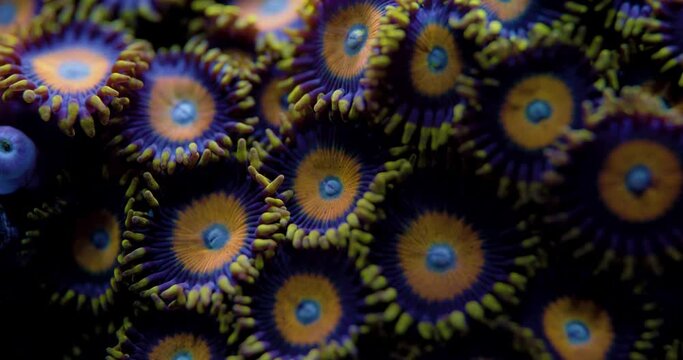 Macro Shot of Coral Reef. Zoanthid Coral with large Poylps. Scrambled Eggs Zoanthids