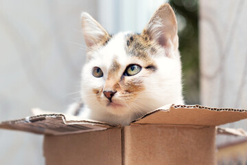 A small kitten sits in a cardboard box and looks out of the box cautiously