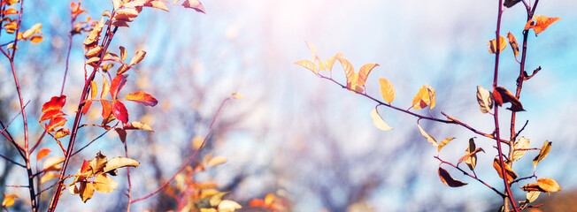 A tree branch with colorful autumn leaves against a blue sky in sunny weather
