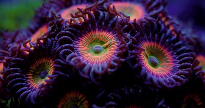 Macro Shot of Coral Reef. Zoanthid Coral with large Poylps. Sunny D Zoanthids