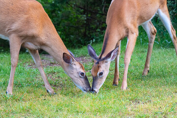 Young deer feed nose to nose in an open field