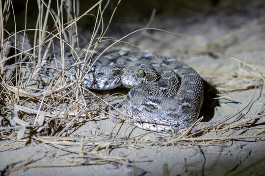 Echis carinatus or saw-scaled viper, a venomous snake, observed in Rann of Kutch