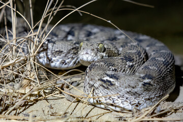 Echis carinatus or saw-scaled viper, a venomous snake, observed in Rann of Kutch
