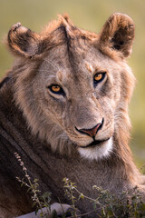 Naklejka premium close up portrait of a wild majestic juvenile lion, simba, in the savannah in the Serengeti National Park, Tanzania, Africa