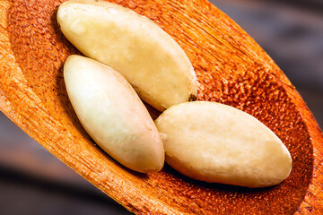 Brazil nut, macro photo, closeup. Acre chestnut in wooden spoon, typical of the Amazon rainforest, exotic culinary ingredient