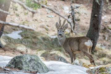 Charming male roe deer (capreolus capreolus) with velvet antler and winter fur standing in snowy pine forest, looking into camera with sweet gaze. Italian Alps - March.