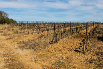 Pieds de vigne en hiver dans le vignoble de Languedoc à Saint-Geniès-des-Mourgues